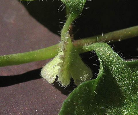 Detailed Picture 8 of Pterostegia drymarioides