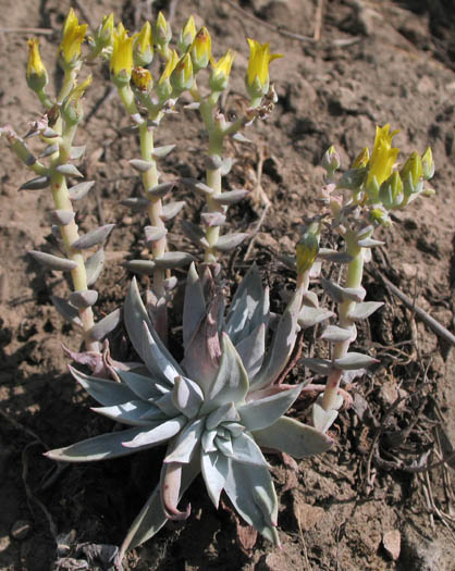 Detailed Picture 2 of Dudleya verityi