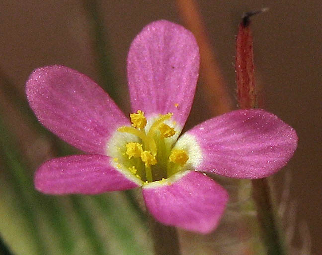 Detailed Picture 2 of Leptosiphon ciliatus
