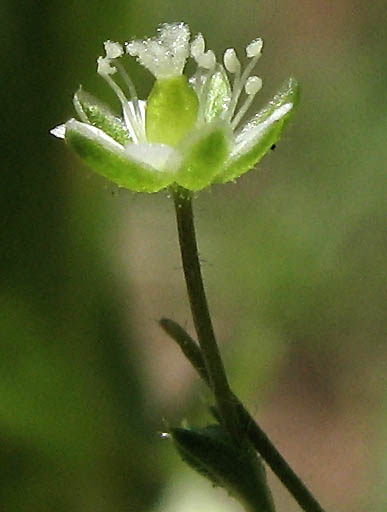 Detailed Picture 2 of Sagina decumbens ssp. occidentalis
