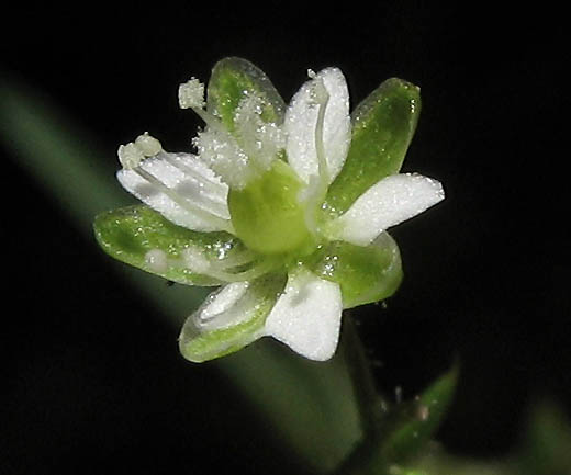 Detailed Picture 1 of Sagina decumbens ssp. occidentalis