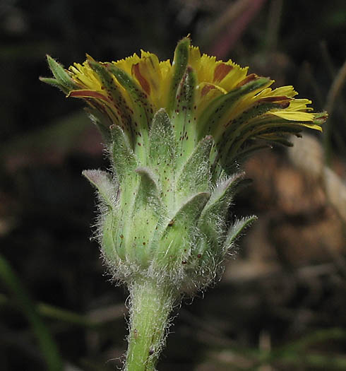 Detailed Picture 3 of Agoseris grandiflora var. grandiflora