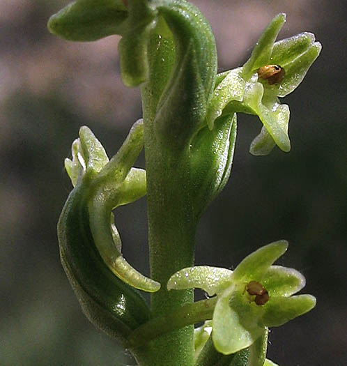 Detailed Picture 2 of Piperia unalascensis