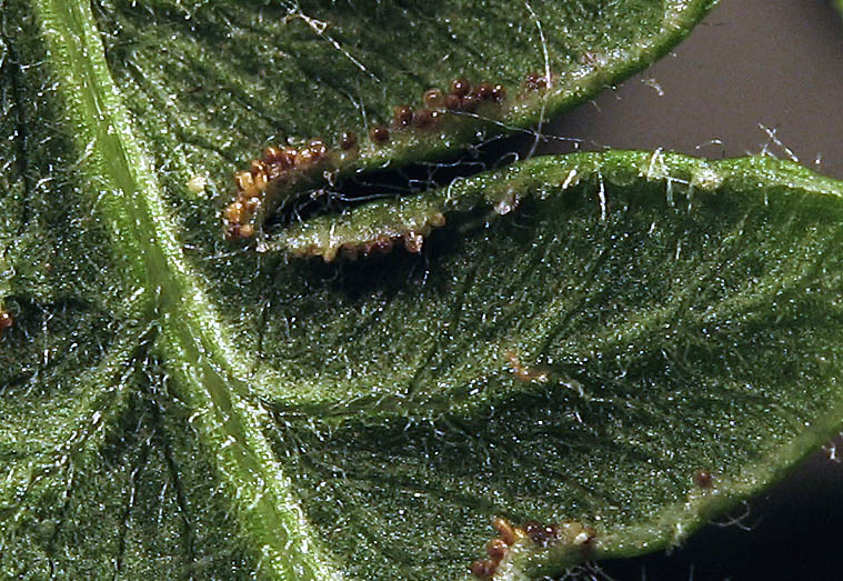 Detailed Picture 5 of Pteridium aquilinum var. pubescens