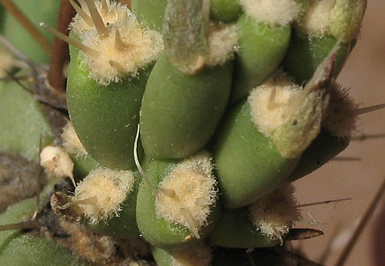 Detailed Picture 6 of Cylindropuntia bernardina