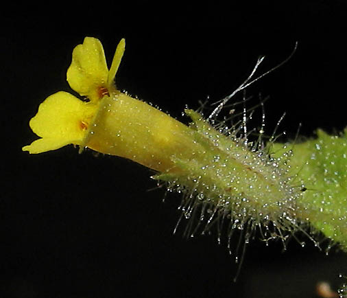 Detailed Picture 2 of Erythranthe floribunda