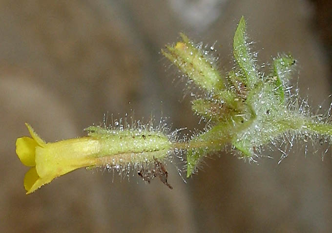 Detailed Picture 3 of Erythranthe floribunda
