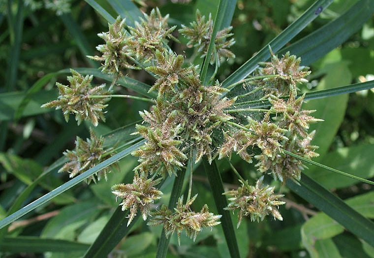 Detailed Picture 2 of Cyperus involucratus