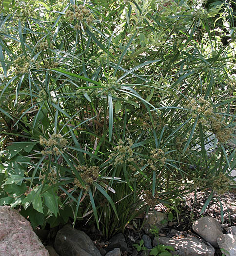 Detailed Picture 4 of Cyperus involucratus