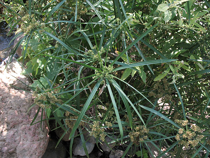 Detailed Picture 3 of Cyperus involucratus