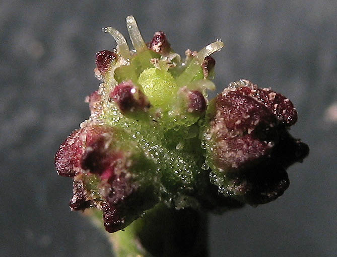 Detailed Picture 3 of Chenopodium murale