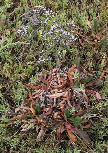 Detailed Picture 7 of Limonium californicum