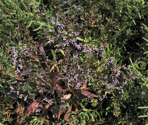 Detailed Picture 6 of Limonium californicum