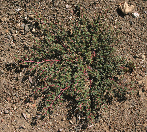 Detailed Picture 8 of Euphorbia serpillifolia var. serpillifolia