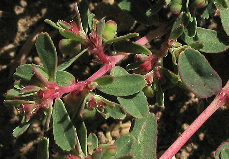 Detailed Picture 4 of Euphorbia serpillifolia var. serpillifolia