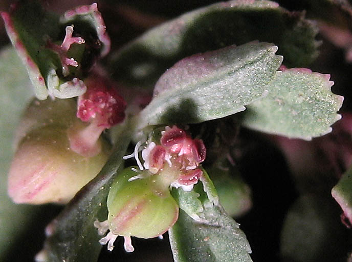 Detailed Picture 1 of Euphorbia serpillifolia var. serpillifolia