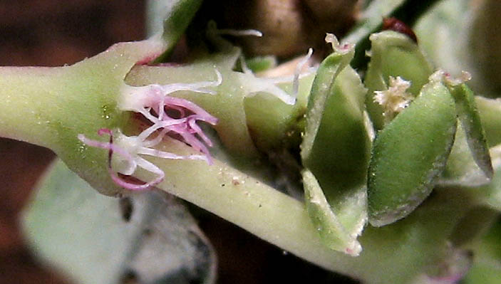 Detailed Picture 9 of Euphorbia serpillifolia var. serpillifolia