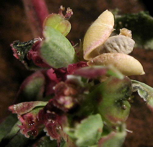 Detailed Picture 10 of Euphorbia serpillifolia var. serpillifolia