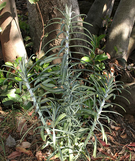 Detailed Picture 5 of Euphorbia lathyris