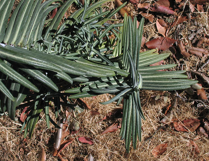 Detailed Picture 6 of Euphorbia lathyris