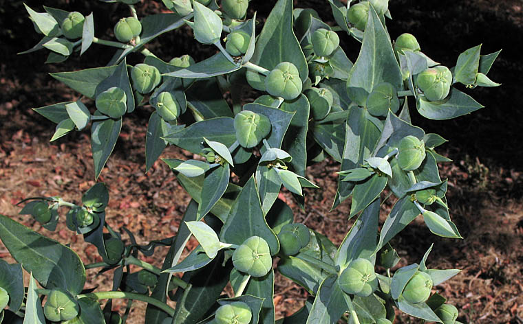 Detailed Picture 7 of Euphorbia lathyris