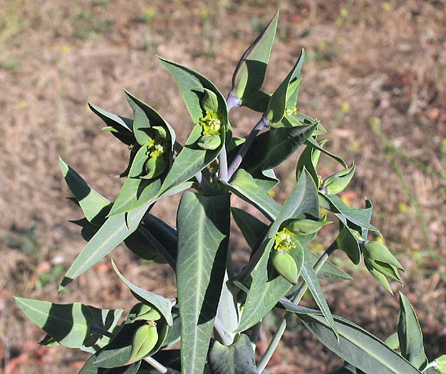 Detailed Picture 4 of Euphorbia lathyris