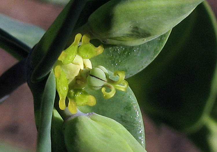 Detailed Picture 2 of Euphorbia lathyris