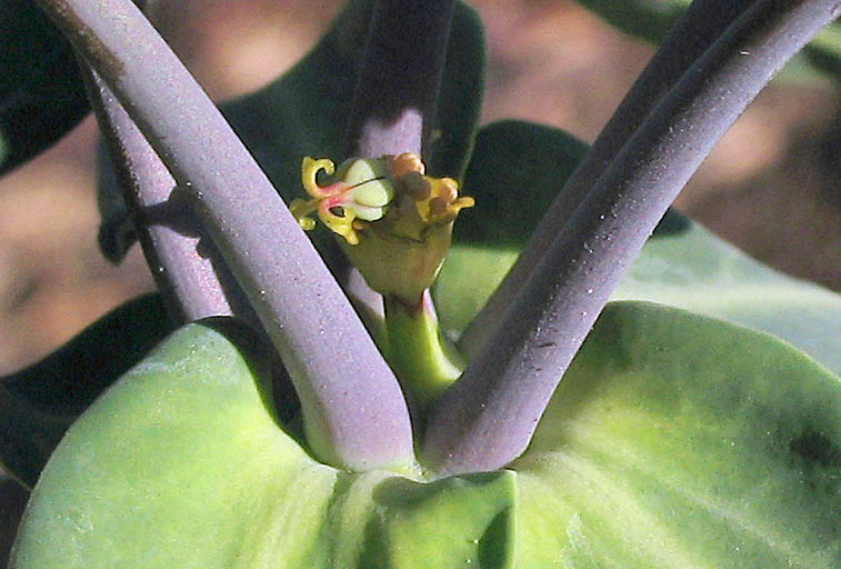 Detailed Picture 3 of Euphorbia lathyris