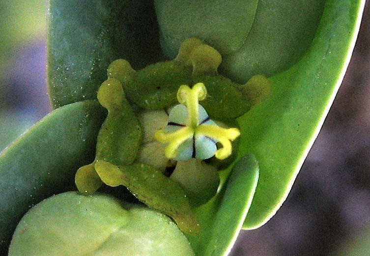 Detailed Picture 1 of Euphorbia lathyris