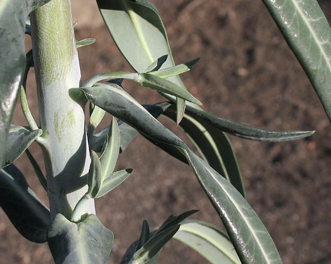 Detailed Picture 9 of Euphorbia lathyris