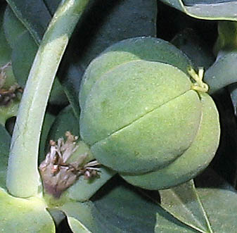 Detailed Picture 8 of Euphorbia lathyris