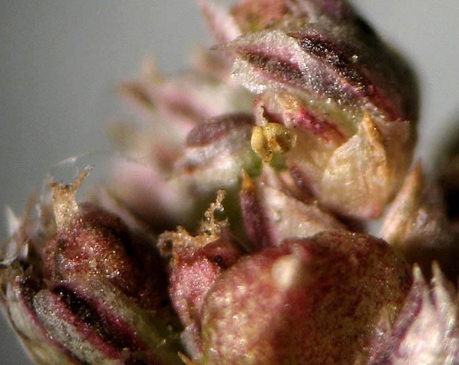 Detailed Picture 1 of Amaranthus deflexus
