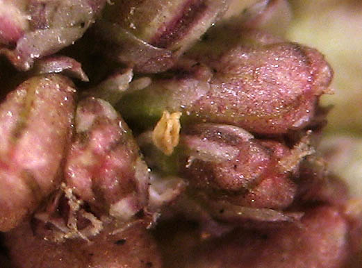 Detailed Picture 2 of Amaranthus deflexus