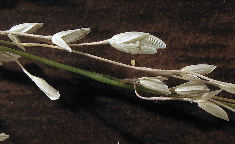 Detailed Picture 7 of Ehrharta erecta