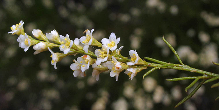 Detailed Picture 3 of Adenostoma sparsifolium