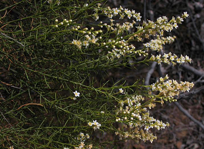 Detailed Picture 4 of Adenostoma sparsifolium