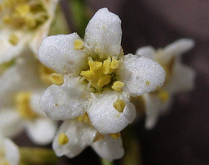 Detailed Picture 1 of Adenostoma sparsifolium