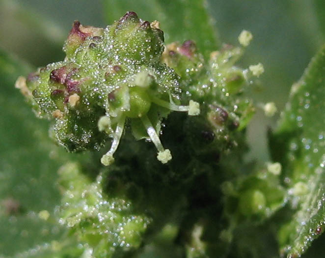 Detailed Picture 2 of Chenopodium murale