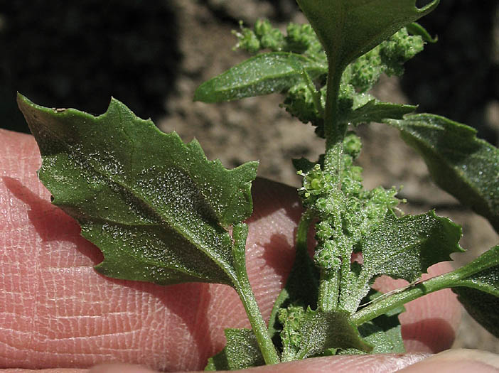 Detailed Picture 4 of Chenopodium murale
