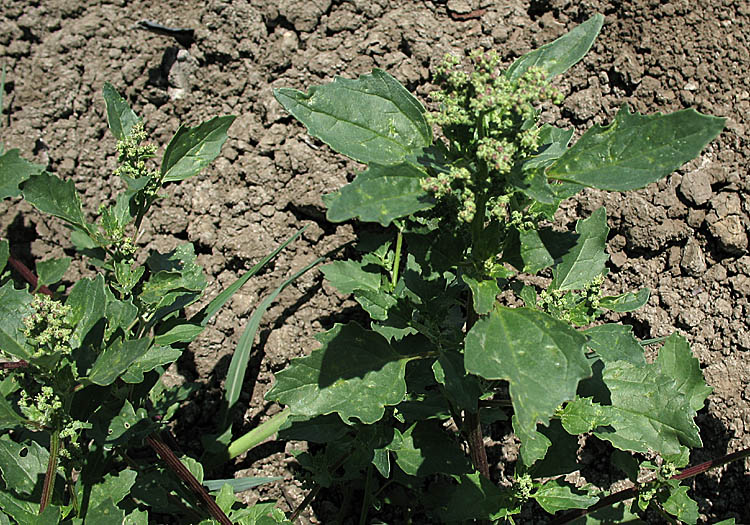 Detailed Picture 5 of Chenopodium murale