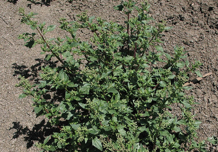 Detailed Picture 6 of Chenopodium murale