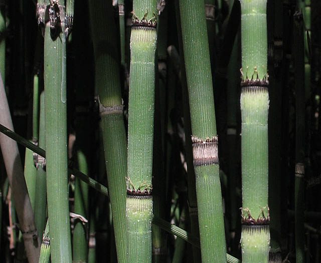 Detailed Picture 1 of Equisetum hyemale ssp. affine
