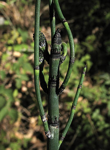 Detailed Picture 3 of Equisetum hyemale ssp. affine