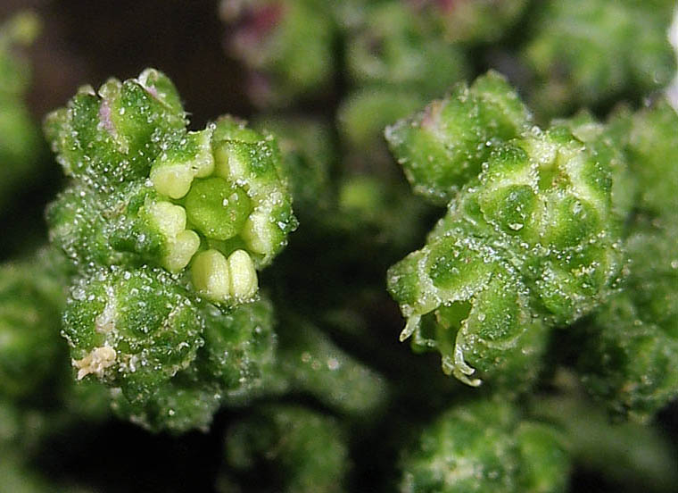 Detailed Picture 1 of Chenopodium murale