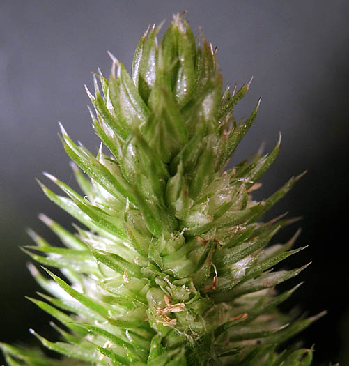Detailed Picture 1 of Amaranthus retroflexus