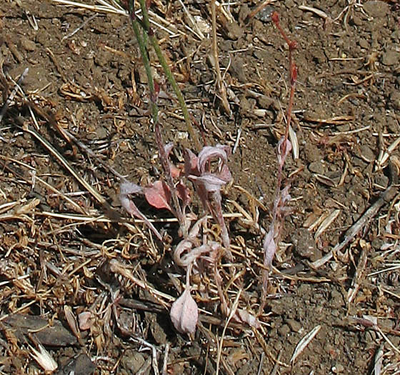 Detailed Picture 6 of Eriogonum gracile var. gracile