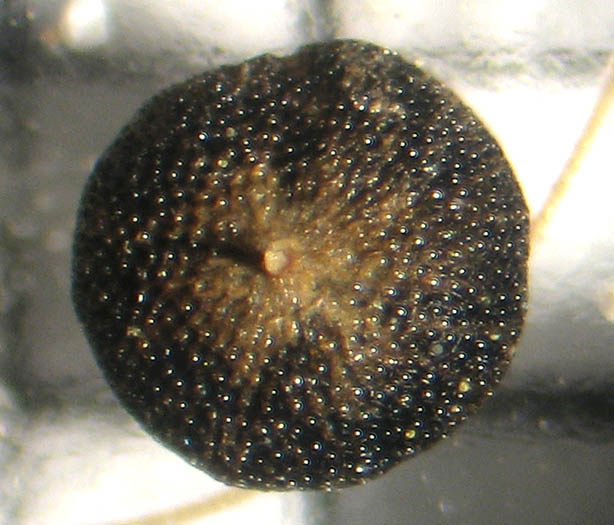 Detailed Picture 9 of Chenopodium berlandieri var. zschackei