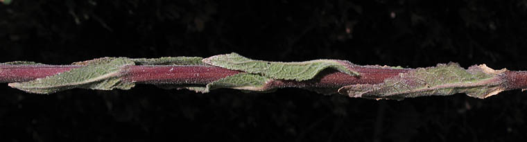 Detailed Picture 5 of Verbascum virgatum