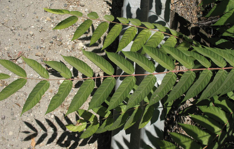 Detailed Picture 9 of Ailanthus altissima