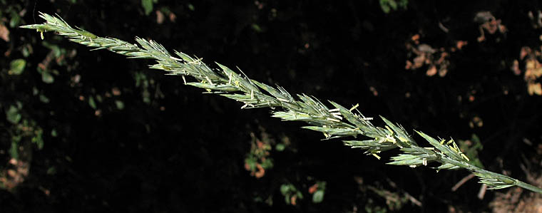 Detailed Picture 4 of Elymus triticoides ssp. triticoides